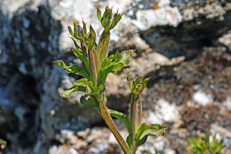 Legousia hybrida / Specchio di Venere ondulato